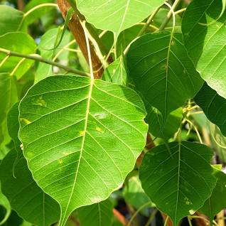 Ficus religiosa